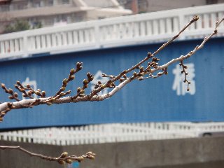 大岡川の桜のつぼみ