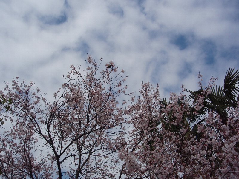 桜の品種は不明
