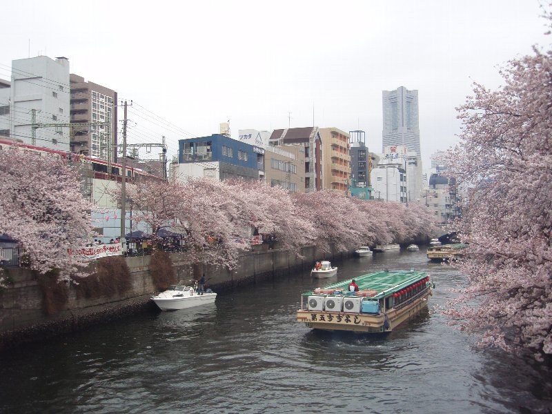 大岡川の桜、黄金町付近