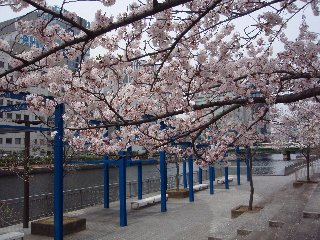 高浜運河の桜2