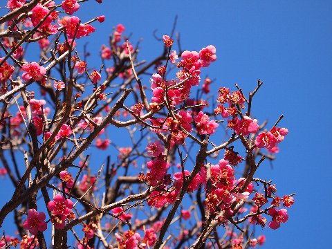 紅梅