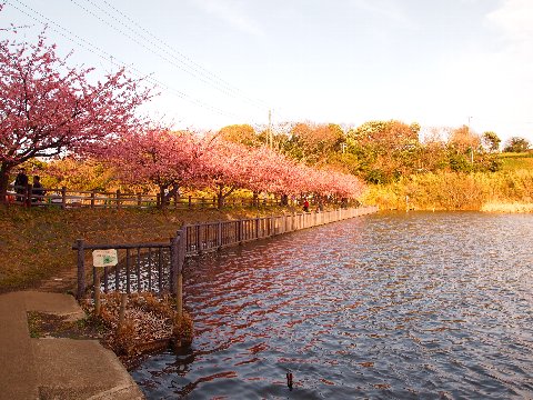 小松ヶ池公園の河津桜