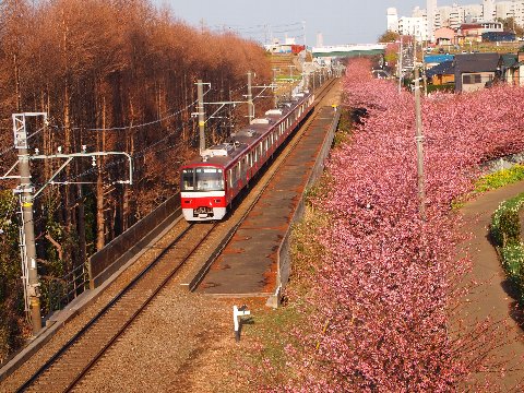 京急と河津桜