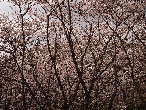 久良岐の桜