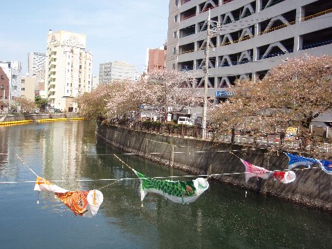 大岡川の葉桜とこいのぼり
