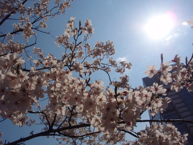 インターシティの桜