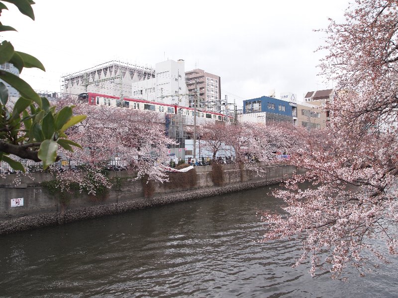 桜と京急