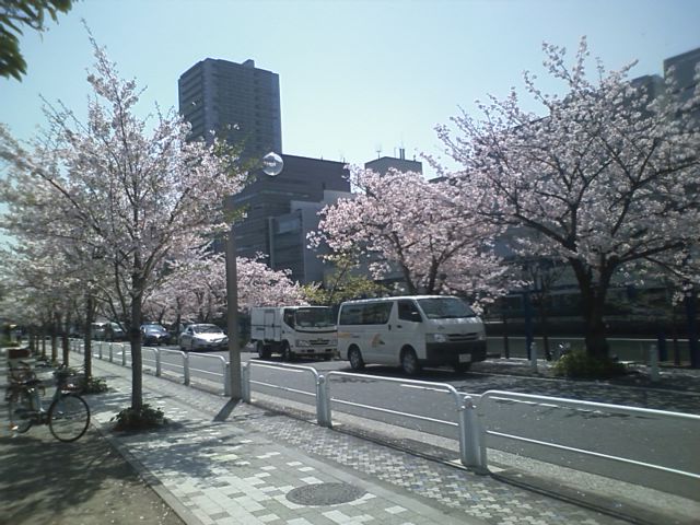 高浜運河の桜