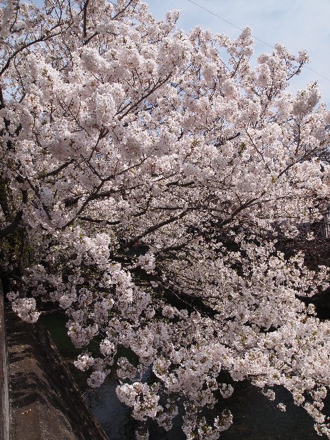 弘岡橋の桜