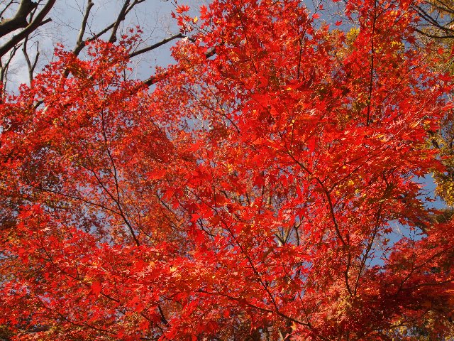 久良岐公園