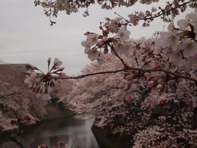 桜