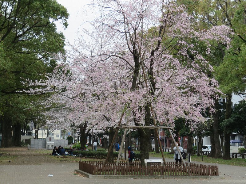 歌丸桜