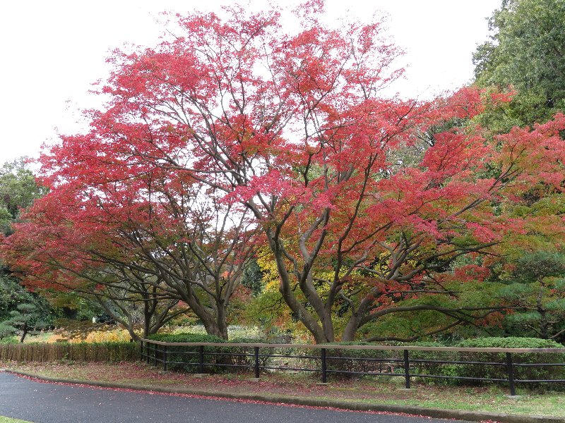 久良岐公園