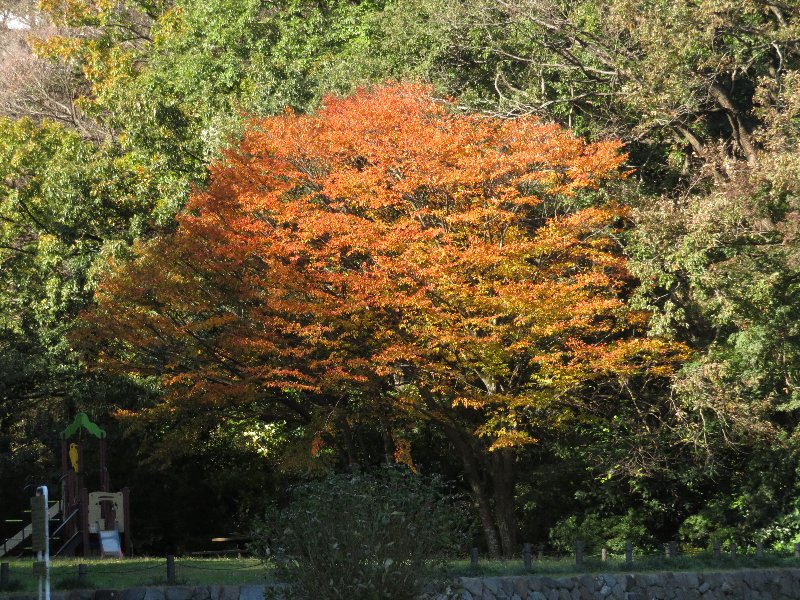 久良岐公園