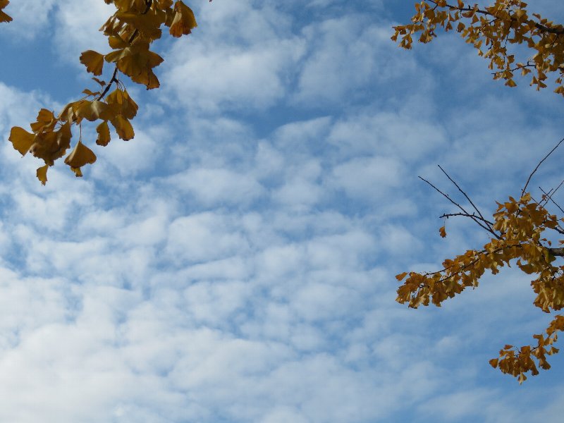 黄葉と空