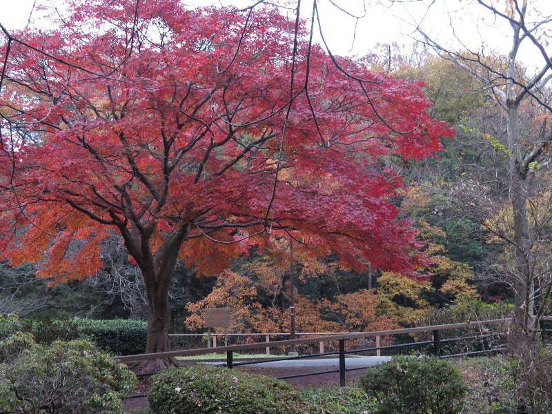 紅葉