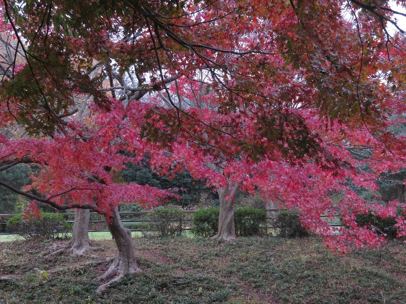 紅葉