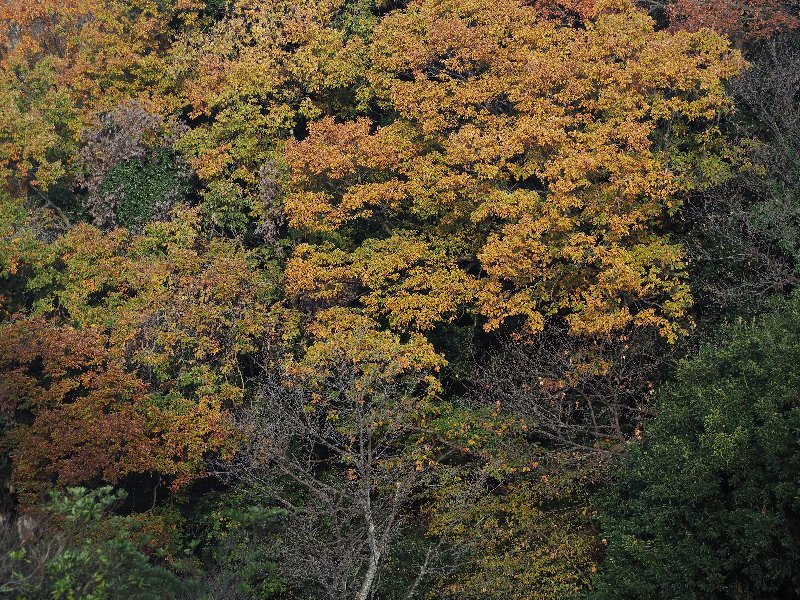 久良岐公園