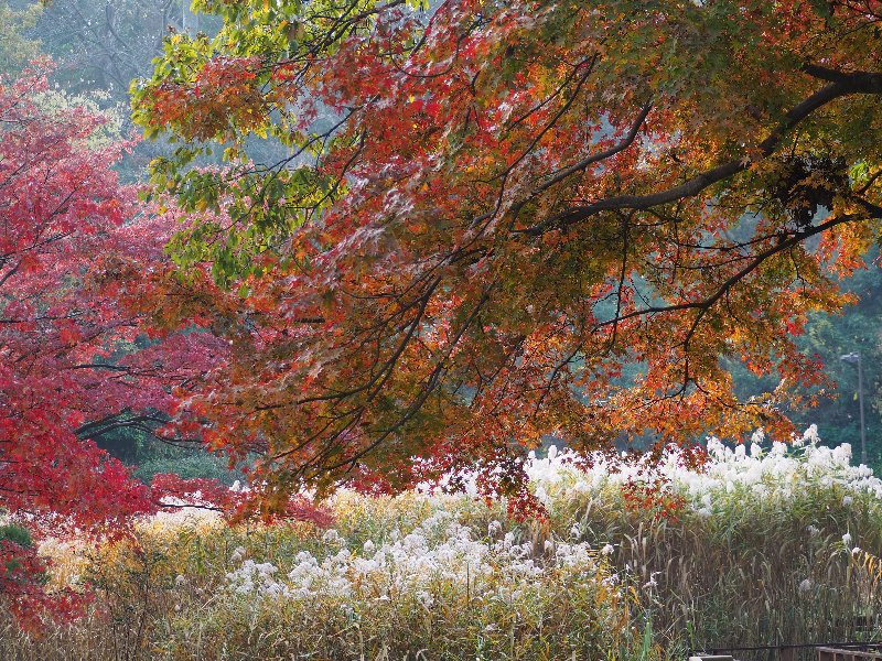 久良岐公園