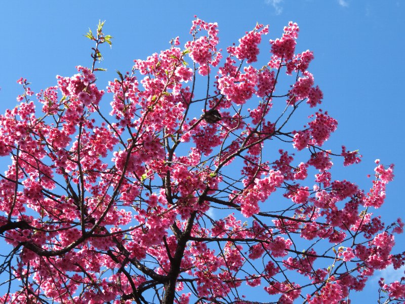 寒緋桜明