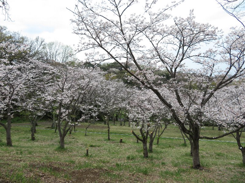 久良岐公園の桜