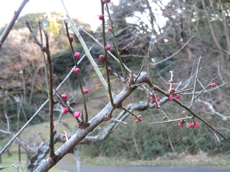 久良岐梅林