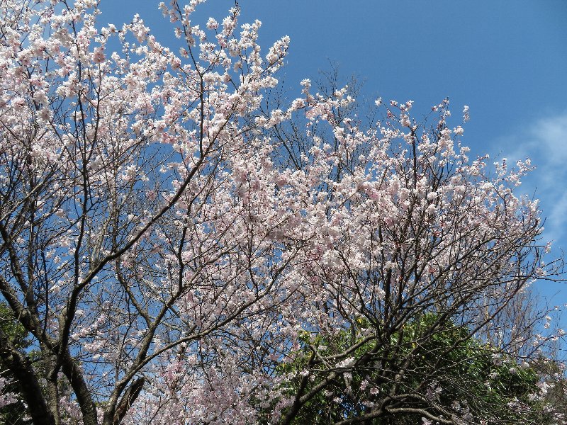 桜（上大岡）