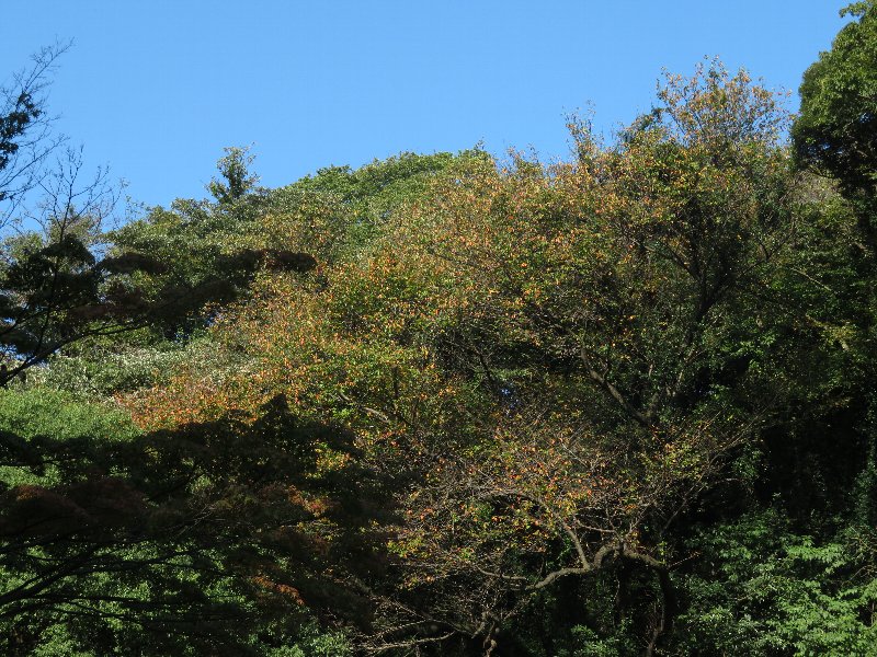 久良岐公園