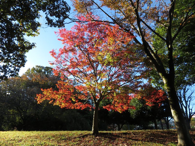 久良岐公園