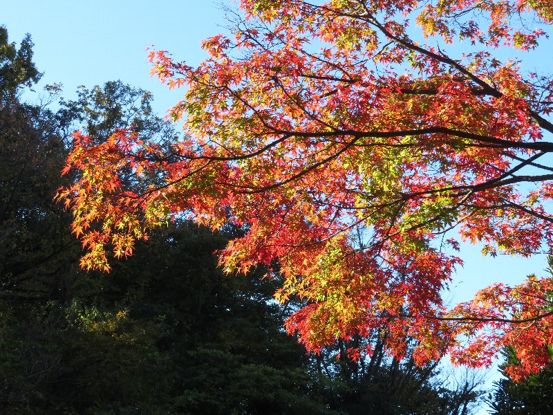 久良岐公園