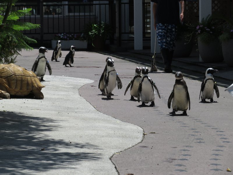 ペンギンのパレード