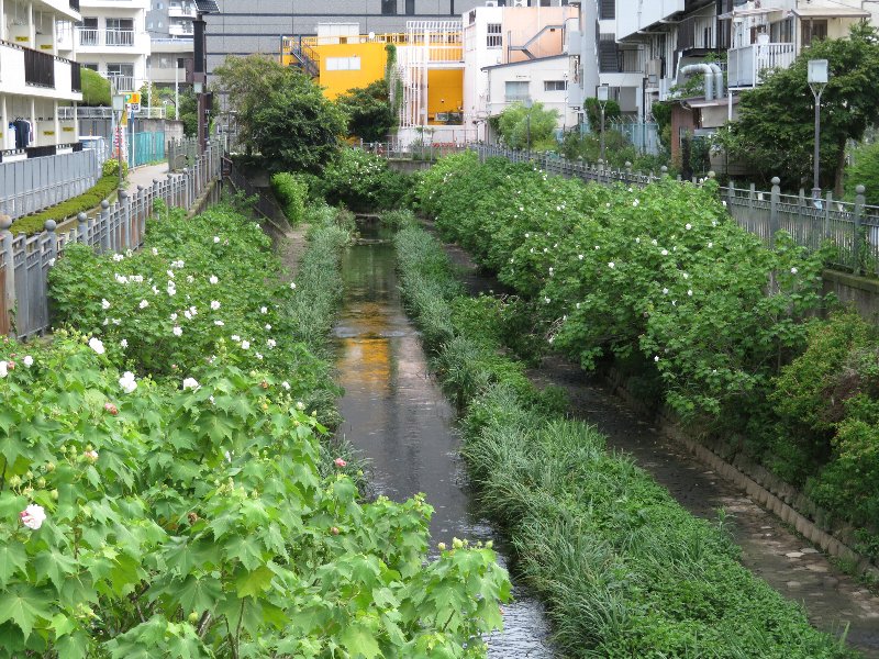 大岡川