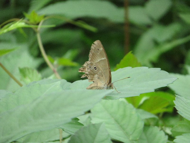 ヒカゲチョウ