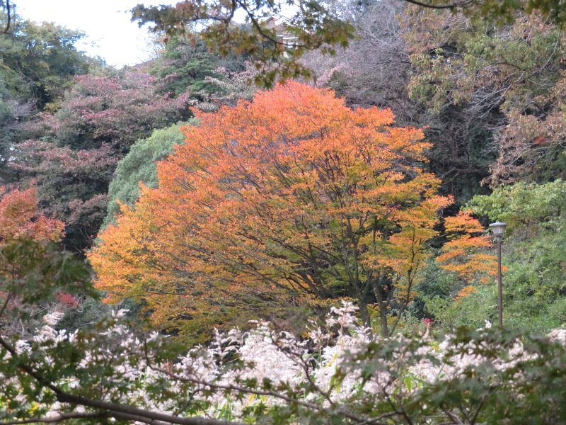 久良岐公園