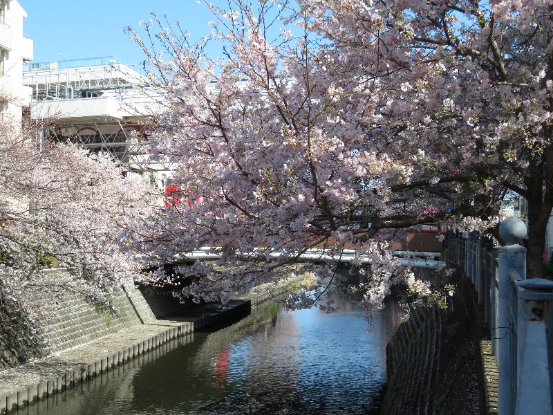 大岡川
