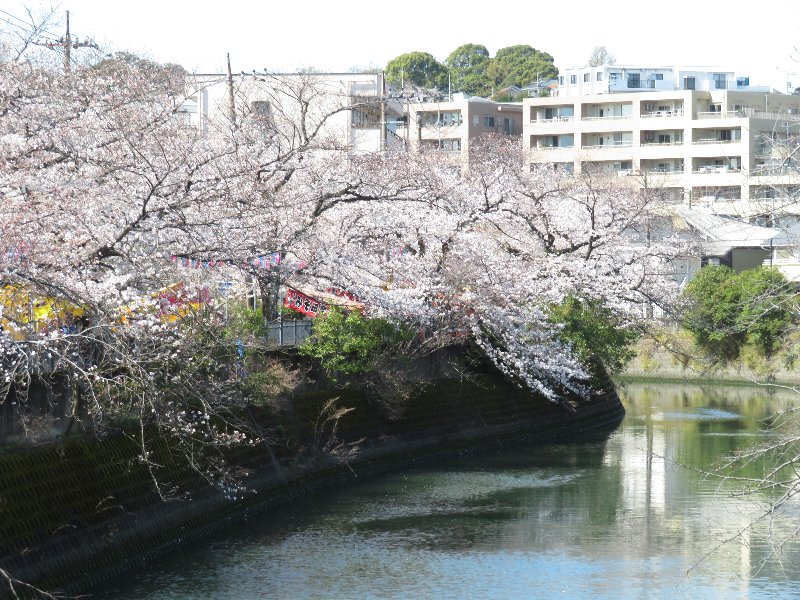 大岡川