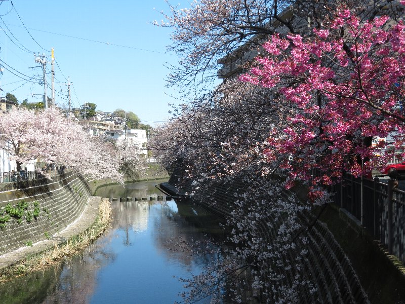大岡川