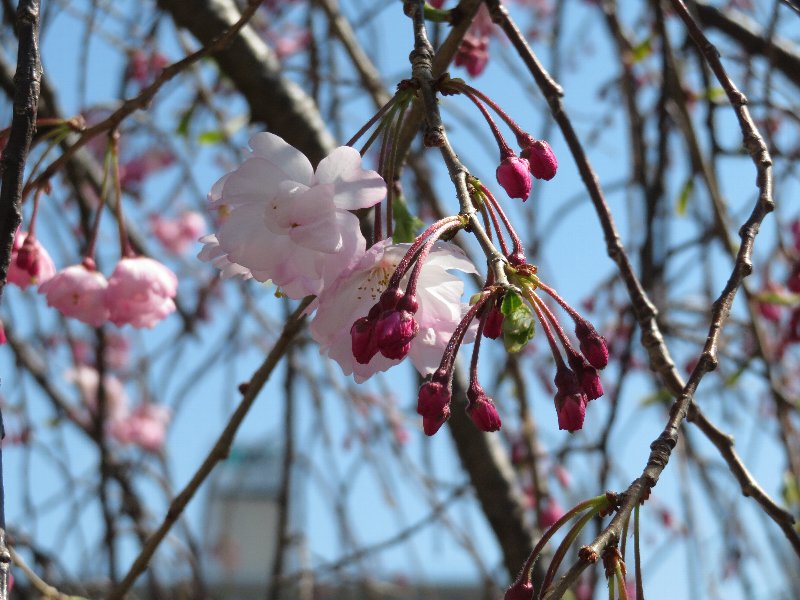 八重紅枝垂桜