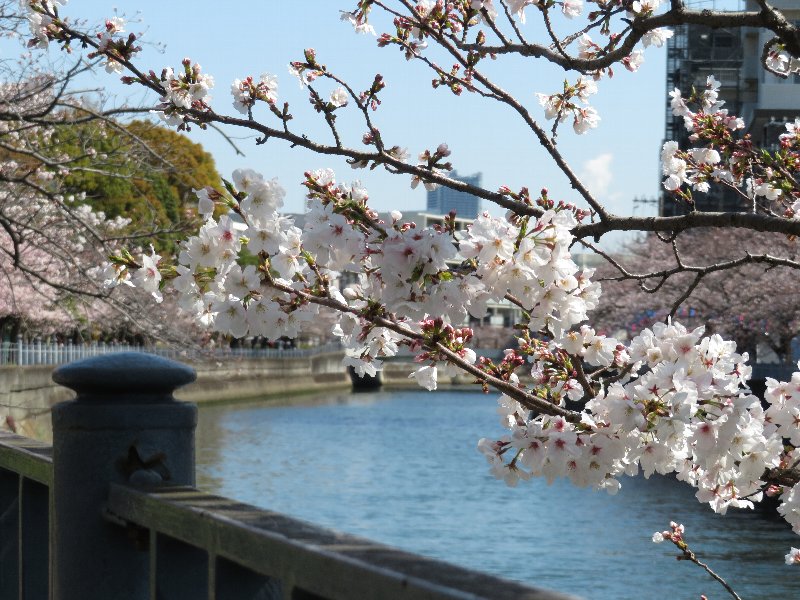 大岡川