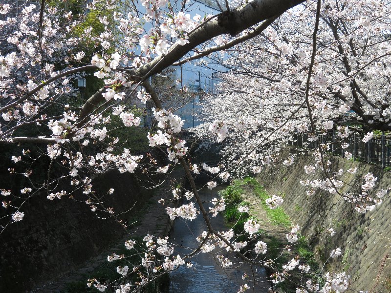 大岡川
