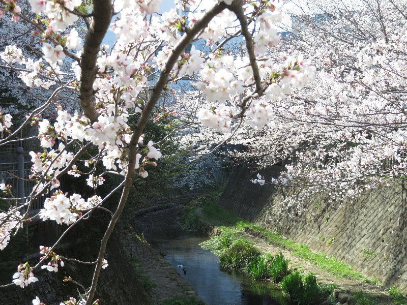 大岡川