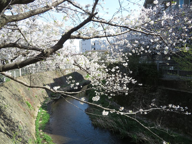 大岡川