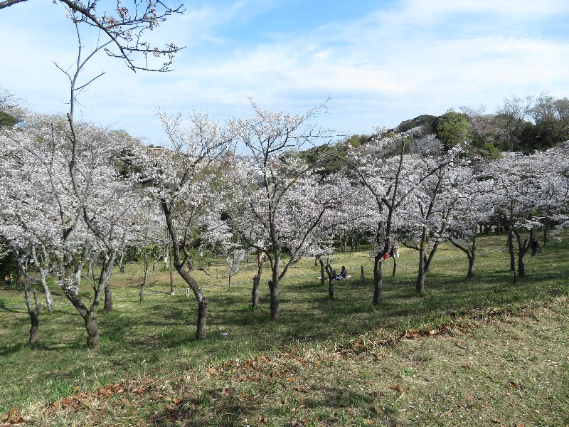久良岐公園
