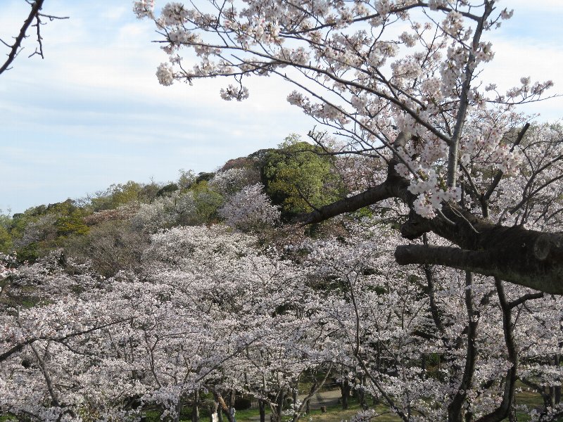 久良岐公園