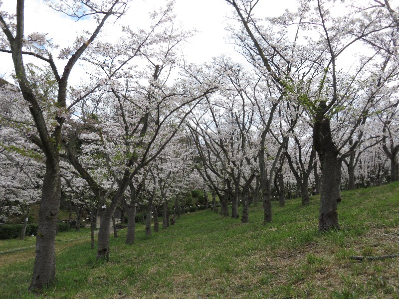 久良岐公園