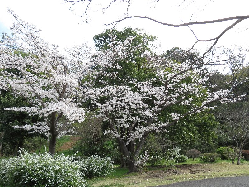 久良岐公園
