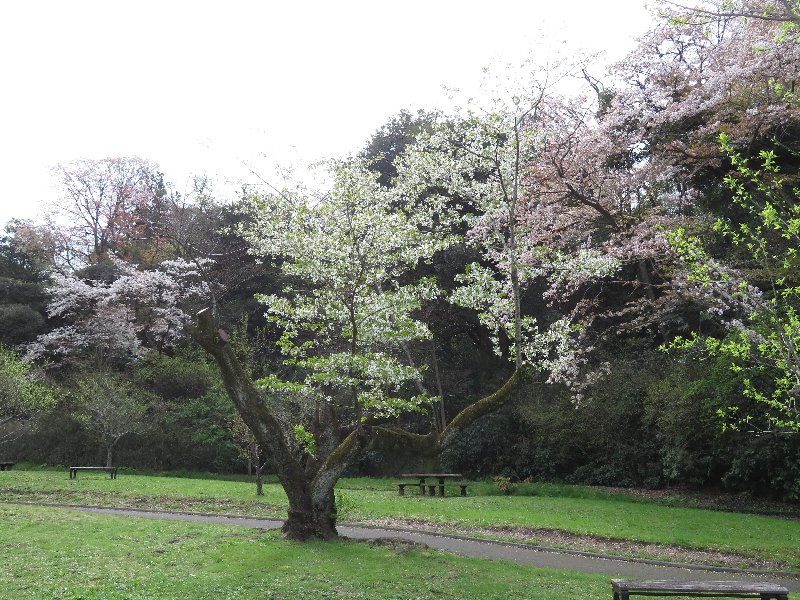 久良岐公園