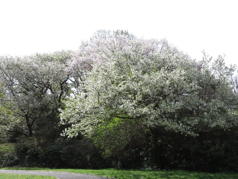 久良岐公園