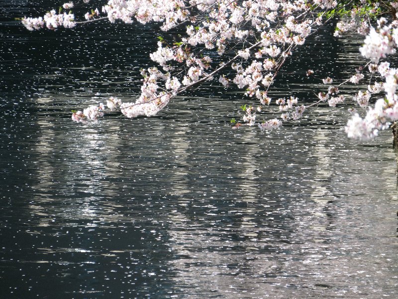 大岡川
