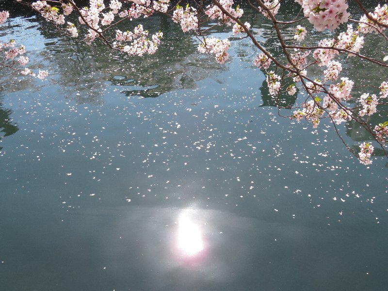 大岡川